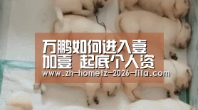 万鹏如何进入壹加壹 起底个人资料曝其出道历程源梦想|世界杯买球网站(图1) 2026世界杯